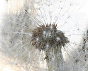 get really close, and find a new beauty to fill your heart